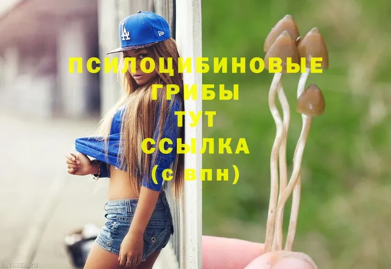 Галлюциногенные грибы Magic Shrooms  Братск 